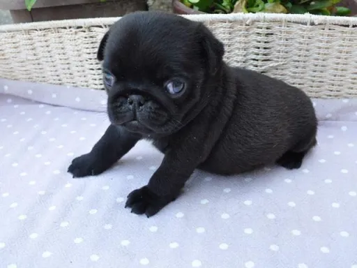 パグのサムネイル画像6