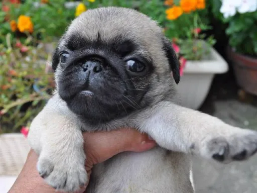 パグのサムネイル画像2