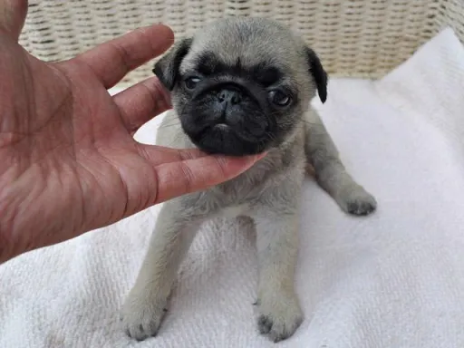 パグのサムネイル画像5