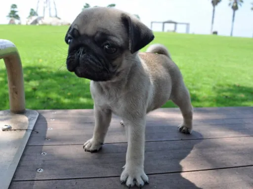 パグのサムネイル画像2