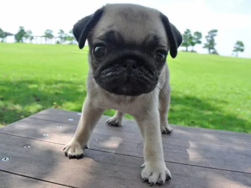パグのサムネイル画像5