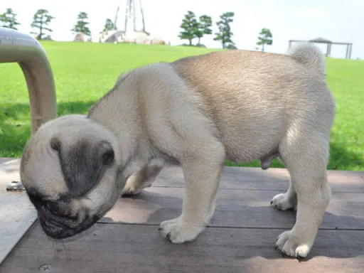 パグのサムネイル画像6