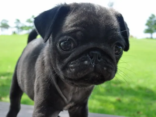 パグのサムネイル画像1