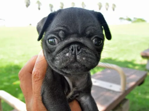 パグのサムネイル画像3