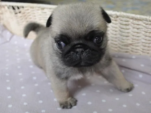 パグのサムネイル画像3