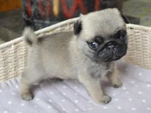 パグのサムネイル画像5