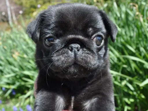 パグのサムネイル画像1