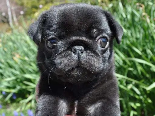 パグの子犬販売