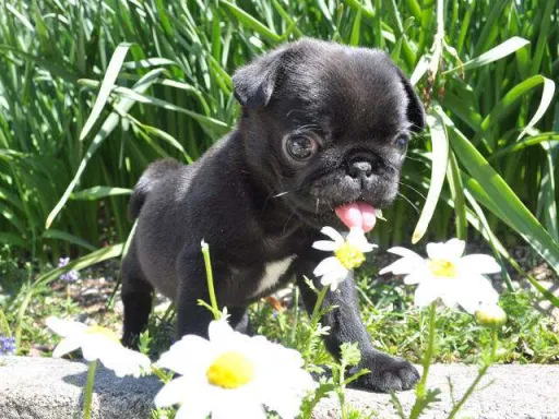 パグのサムネイル画像4