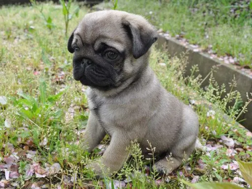 パグのサムネイル画像2