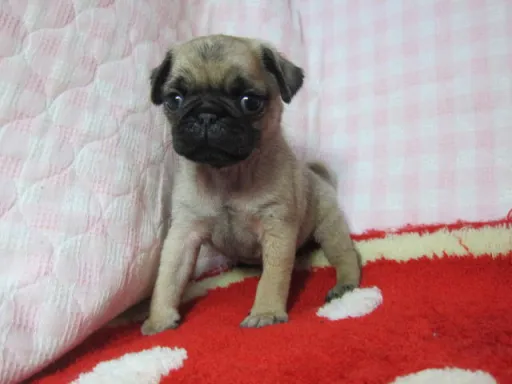 パグのサムネイル画像4