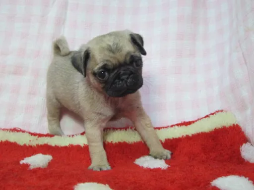 パグのサムネイル画像5