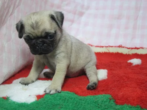 パグのサムネイル画像6
