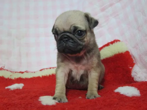 パグのサムネイル画像1