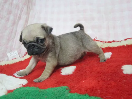 パグのサムネイル画像2