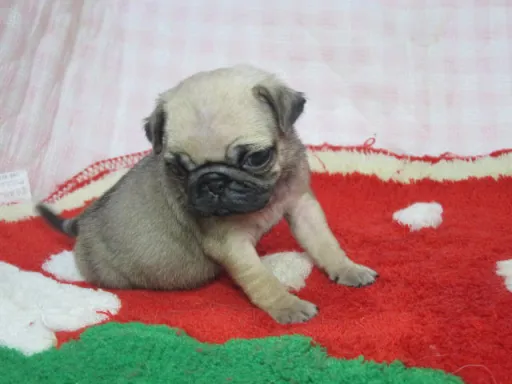 パグのサムネイル画像4