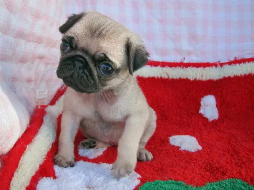 パグのサムネイル画像2