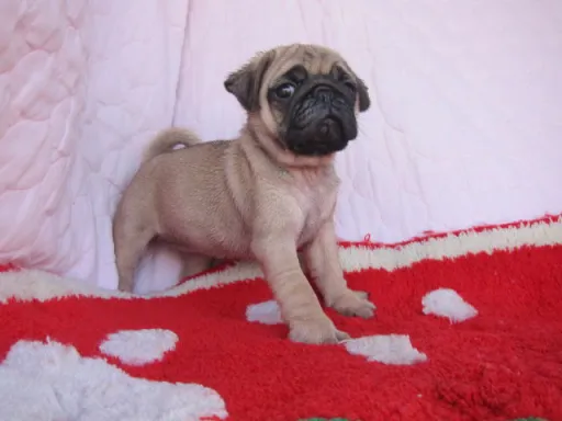 パグのサムネイル画像2