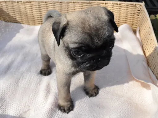 パグのサムネイル画像5