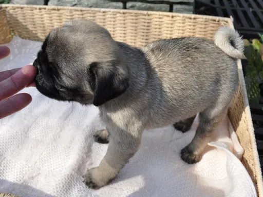 パグのサムネイル画像6