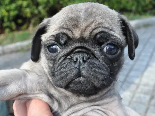 パグの子犬販売