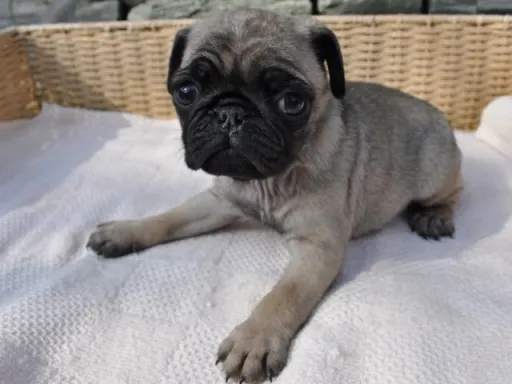 パグのサムネイル画像3