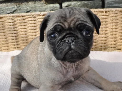 パグのサムネイル画像4