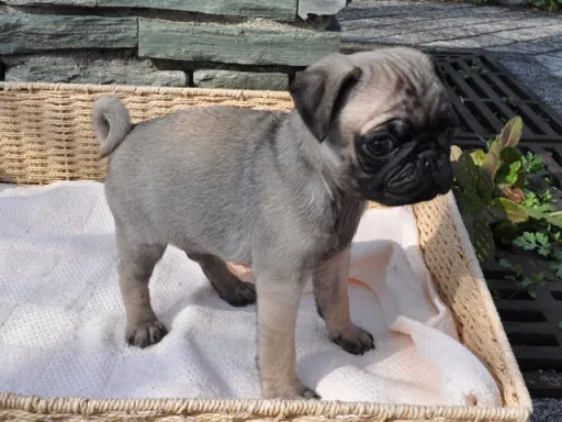 パグのサムネイル画像5