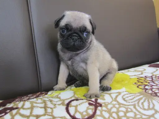 パグの子犬販売