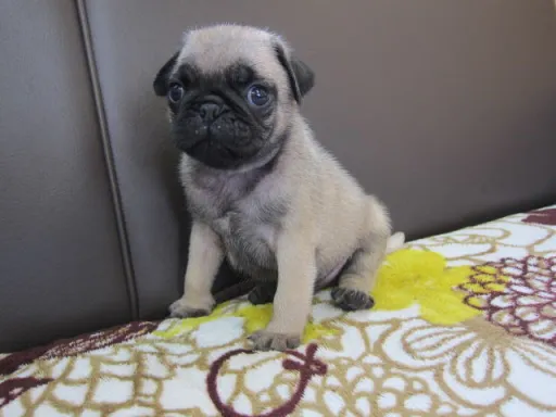 パグのサムネイル画像2