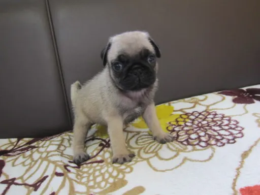パグのサムネイル画像4