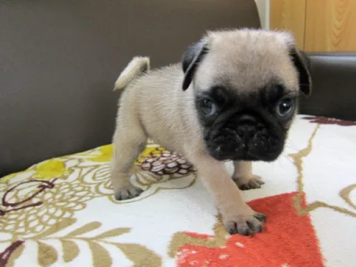 パグのサムネイル画像5