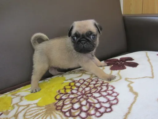 パグのサムネイル画像2