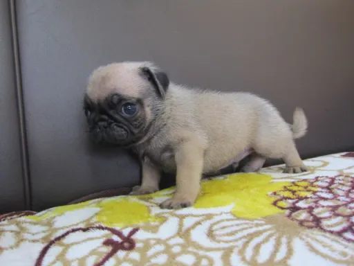 パグのサムネイル画像3