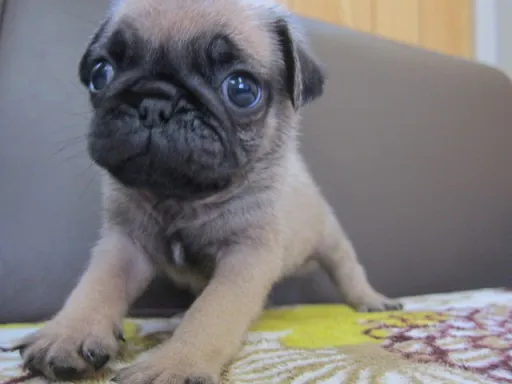パグのサムネイル画像5