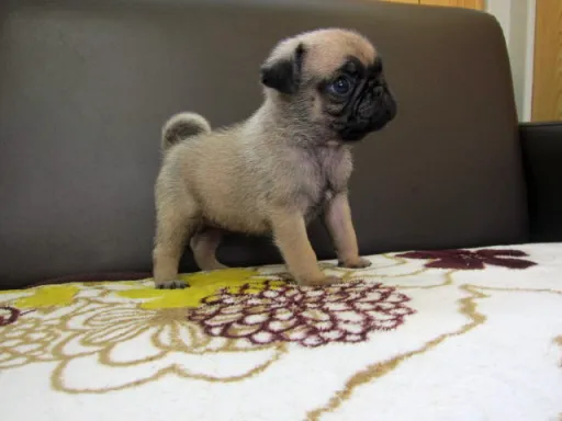 パグのサムネイル画像6