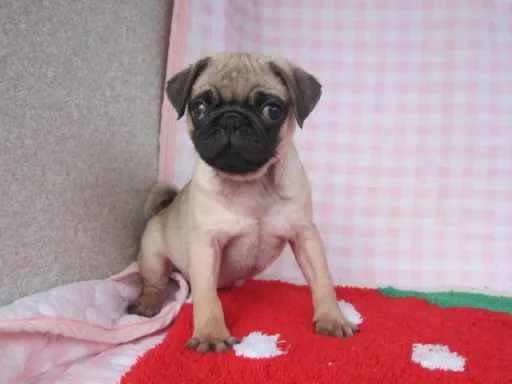 パグのサムネイル画像1