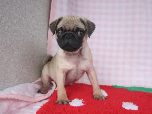 パグの子犬販売