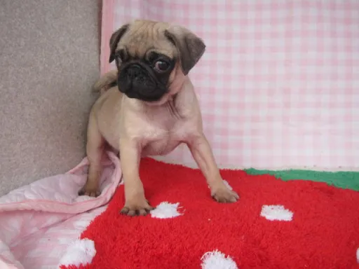 パグのサムネイル画像2
