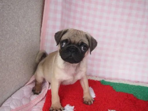 パグのサムネイル画像3