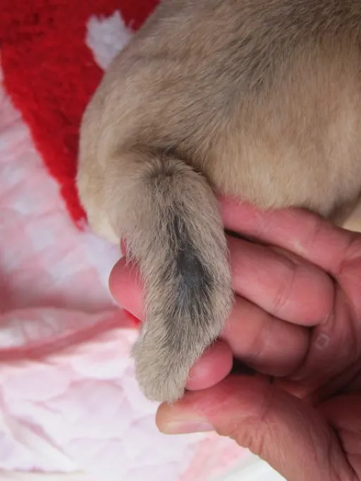 パグのサムネイル画像5