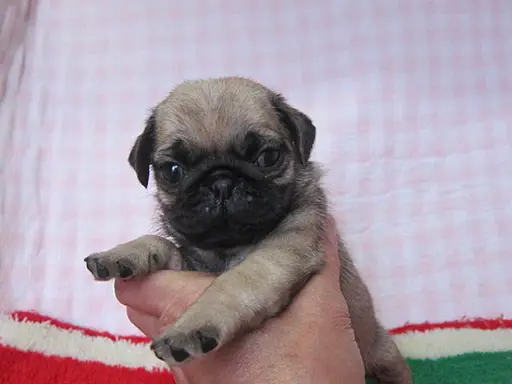 パグの子犬販売