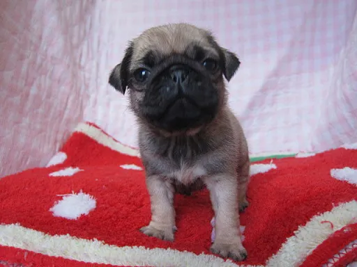 パグのサムネイル画像3