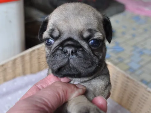 パグのサムネイル画像1