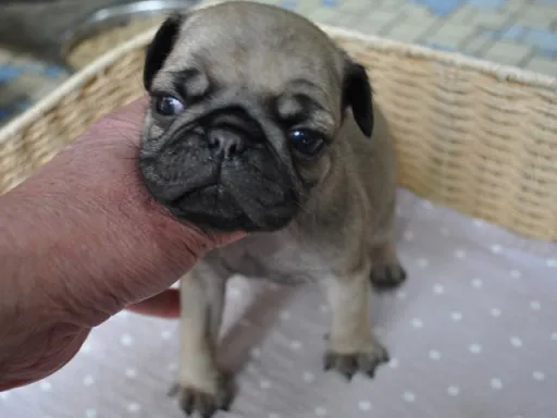パグのサムネイル画像2