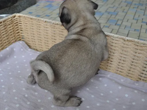 パグのサムネイル画像3