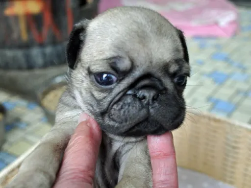 パグのサムネイル画像4