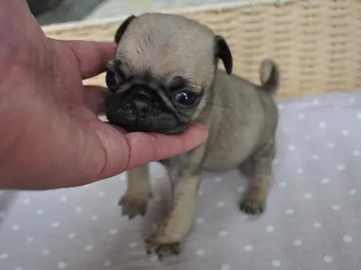 パグの子犬販売