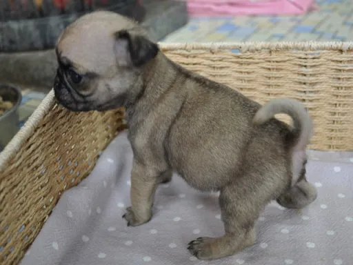 パグのサムネイル画像2