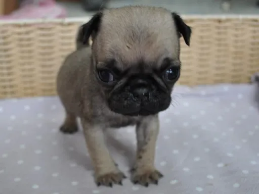 パグのサムネイル画像3